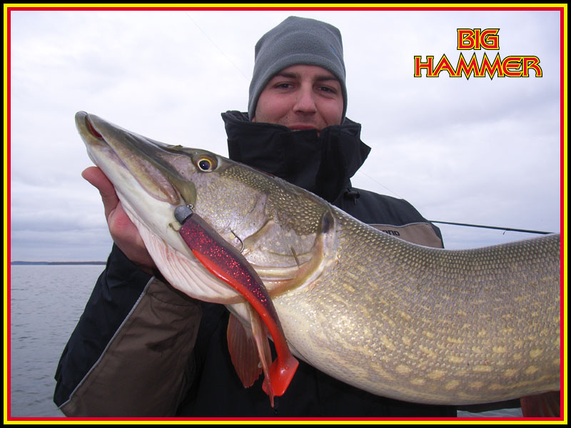 590- UNIQUE 6 HAMMERHEAD SHARK Swim bait bass pike musky top