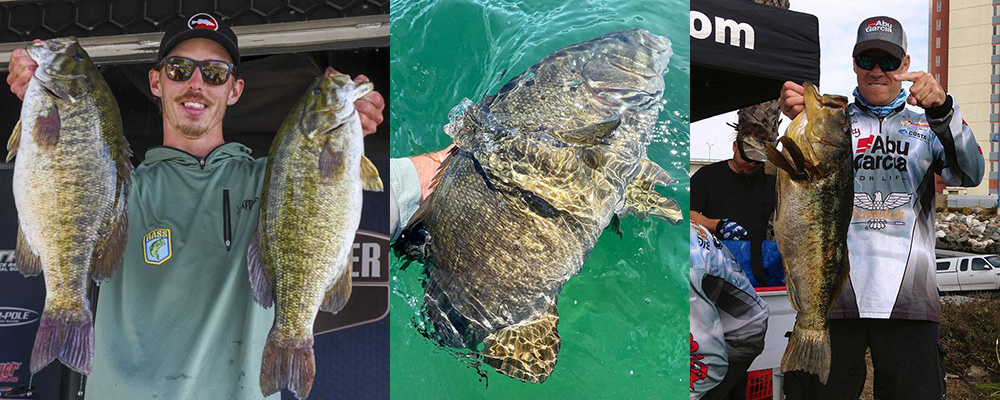 Big Hammer 5 Swimbaits Saltwater Freshwater Bass Fishing lure Select Color  4 Ct